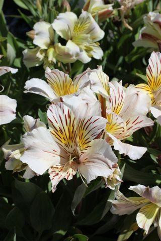 Alstroemeria Princess Camilla (Yellow/White) - Devil Mountain