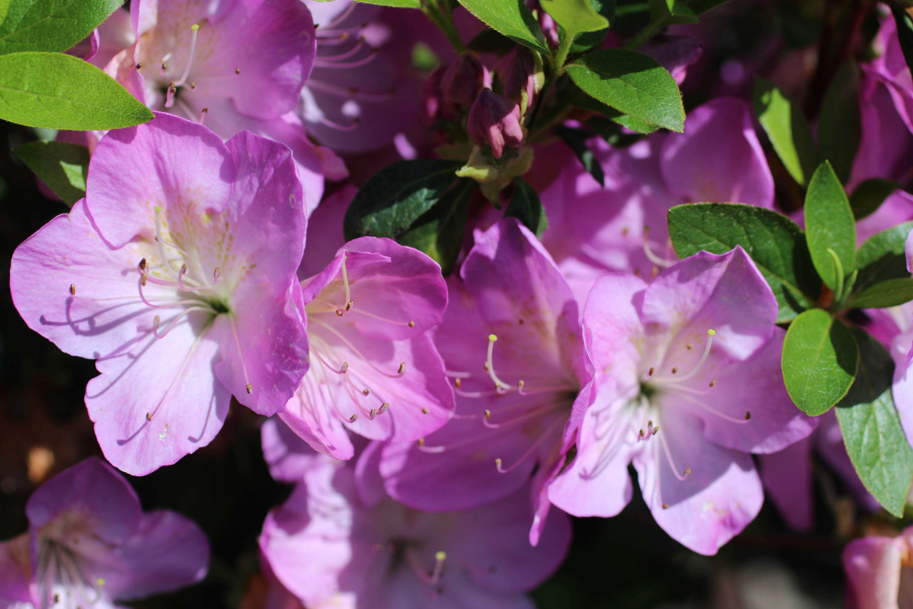 Azalea 'Iveryana' (Pink/White) - Devil Mountain Wholesale Nursery