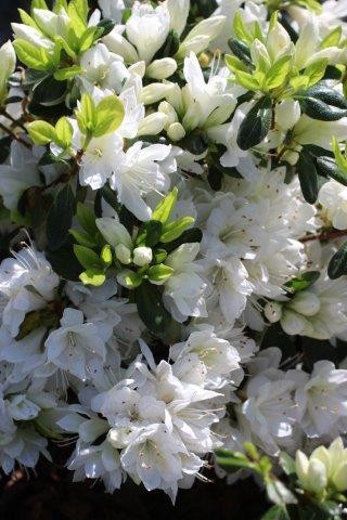 ◼︎ さき ◼︎ 桜　スノーホワイト　エンボスフラワー　（３セット） Azalea kurume 'Snow' (White) - Devil Mountain Wholesale Nursery