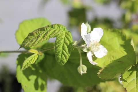 Boysenberry Thornless - Devil Mountain Wholesale Nursery