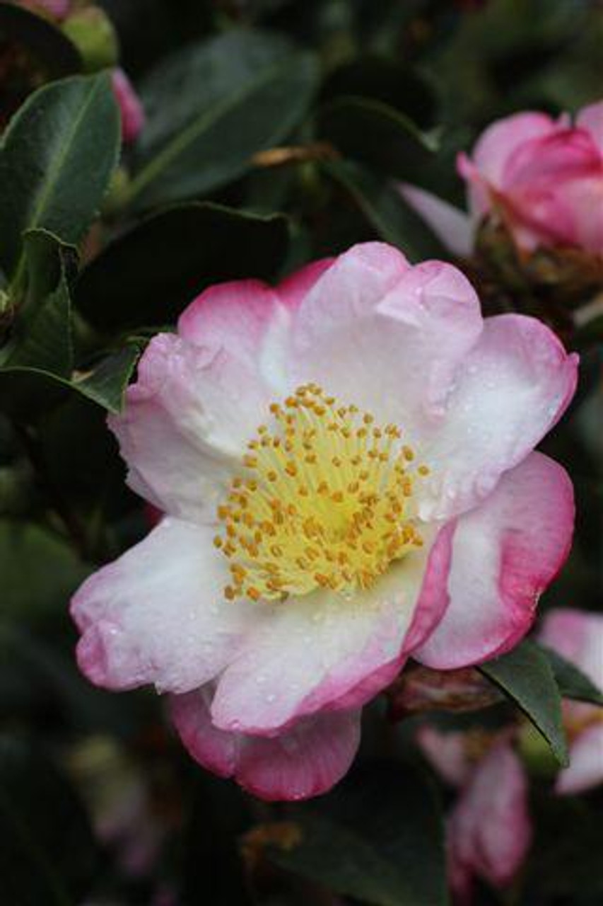 Apple - 花の華 Camellia sasanqua 'Apple Blossom' (Light Pink/White) - Devil