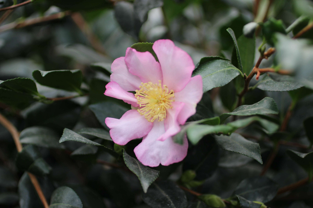 Camellia sasanqua 'Cleopatra' (Pink) - Devil Mountain Wholesale