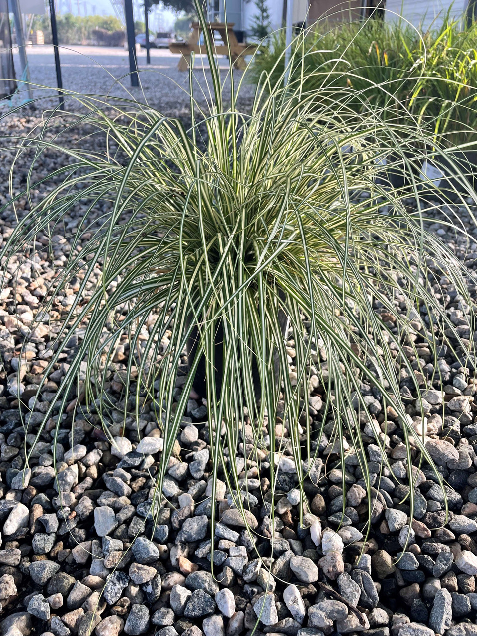 Carex 'Evergold' - Devil Mountain Wholesale Nursery