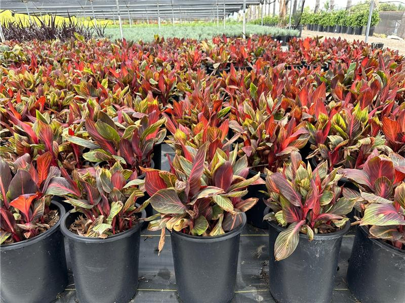 Canna 'Tropicanna' (Orange) - Devil Mountain Wholesale Nursery