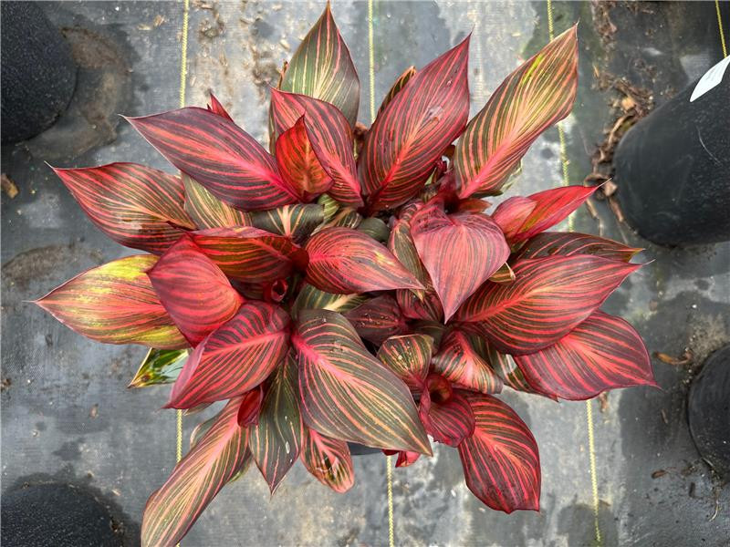 Canna 'Tropicanna' (Orange) - Devil Mountain Wholesale Nursery