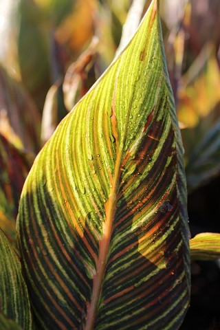 Canna 'Tropicanna' (Orange) - Devil Mountain Wholesale Nursery
