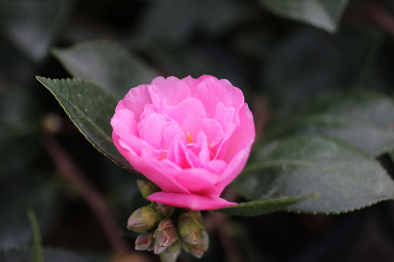 Camellia sasanqua 'Showa-no-Sakae' (Pink) - Devil Mountain