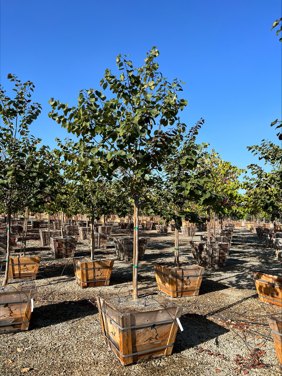 Cercis 'Merlot' (Dark Pink) - Devil Mountain Wholesale Nursery