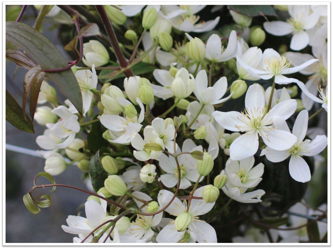 Clematis armandii (White) - Devil Mountain Wholesale Nursery