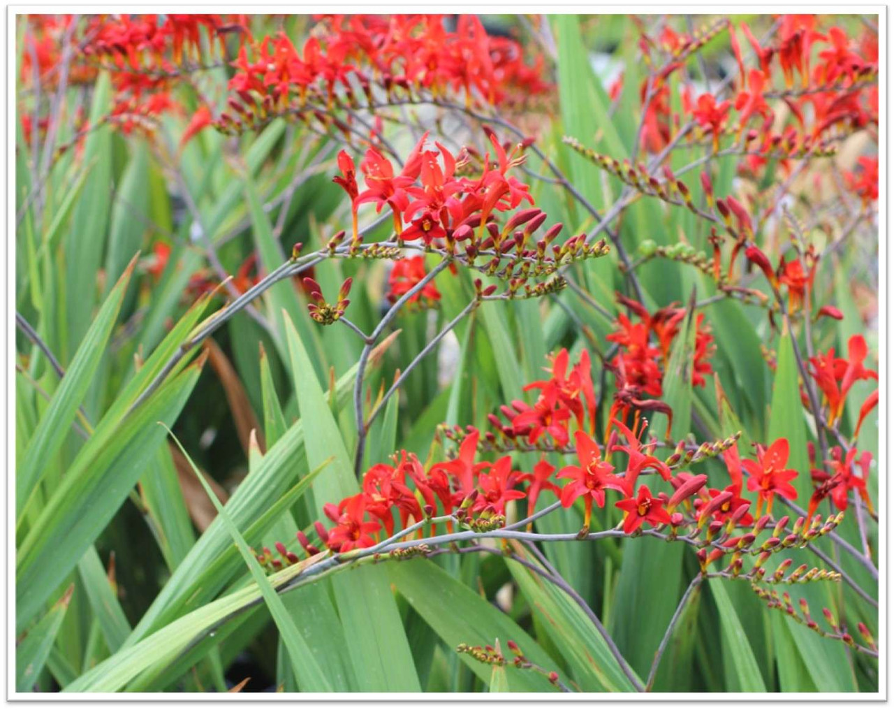 Crocosmia 'Lucifer' - Devil Mountain Wholesale Nursery