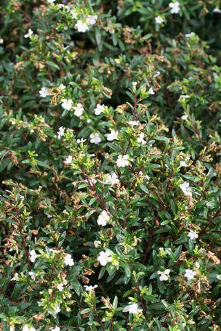 Cuphea hyssopifolia 'Alba' (White) - Devil Mountain Wholesale Nursery