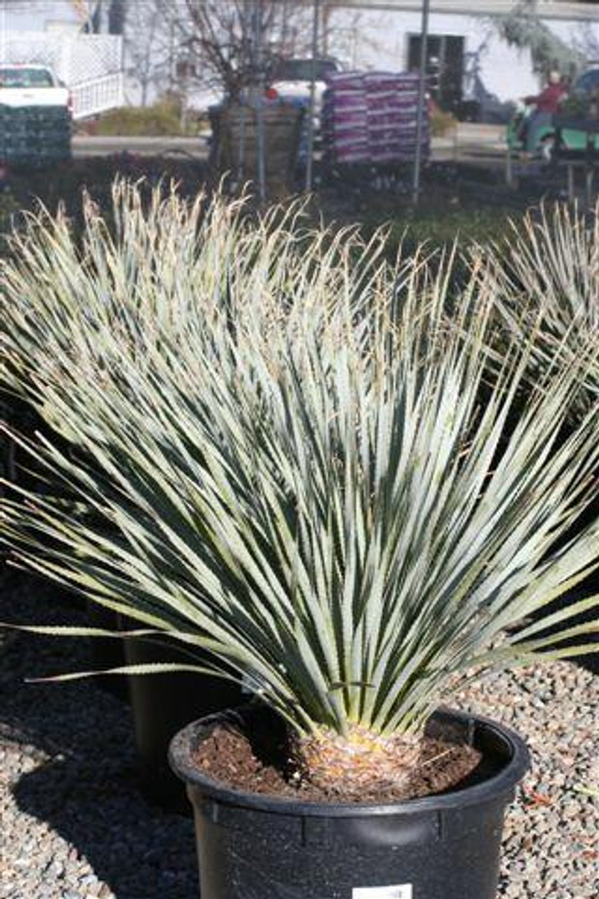 ダシリリオン・ウィーレリ（ホィーレリ） Dasylirion wheeleri Dasylirion wheeleri (Desert Spoon) - World of Succulents
