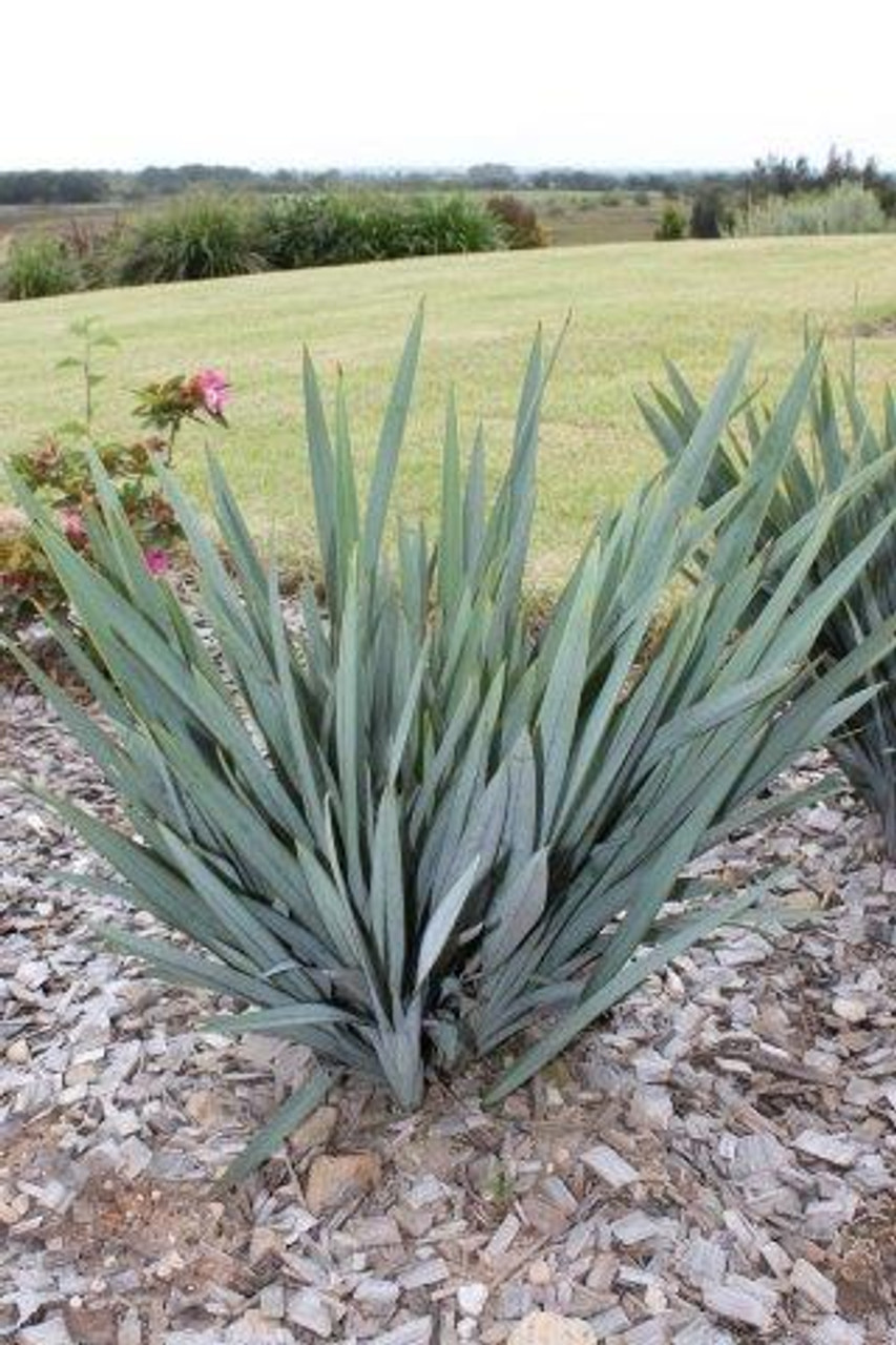 Dianella Clarity Blue