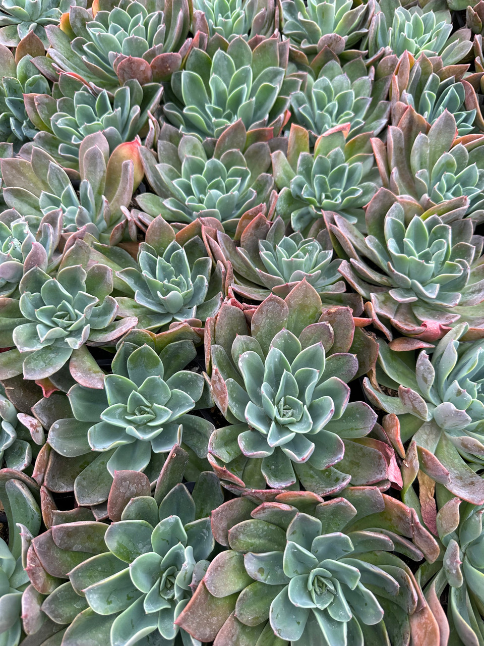 Echeveria 'Blue Prince' - Devil Mountain Wholesale Nursery