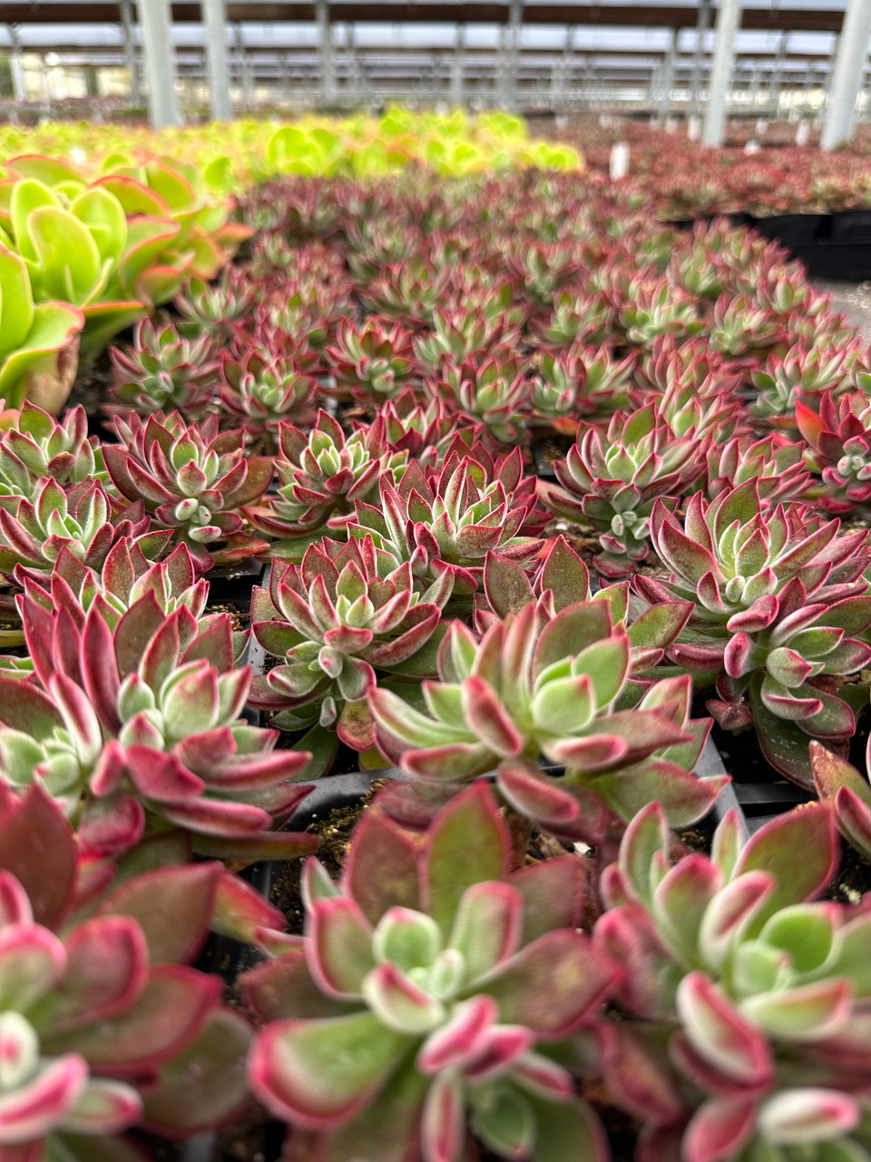 Echeveria harmsii 'Ruby Slippers' - Devil Mountain Wholesale Nursery