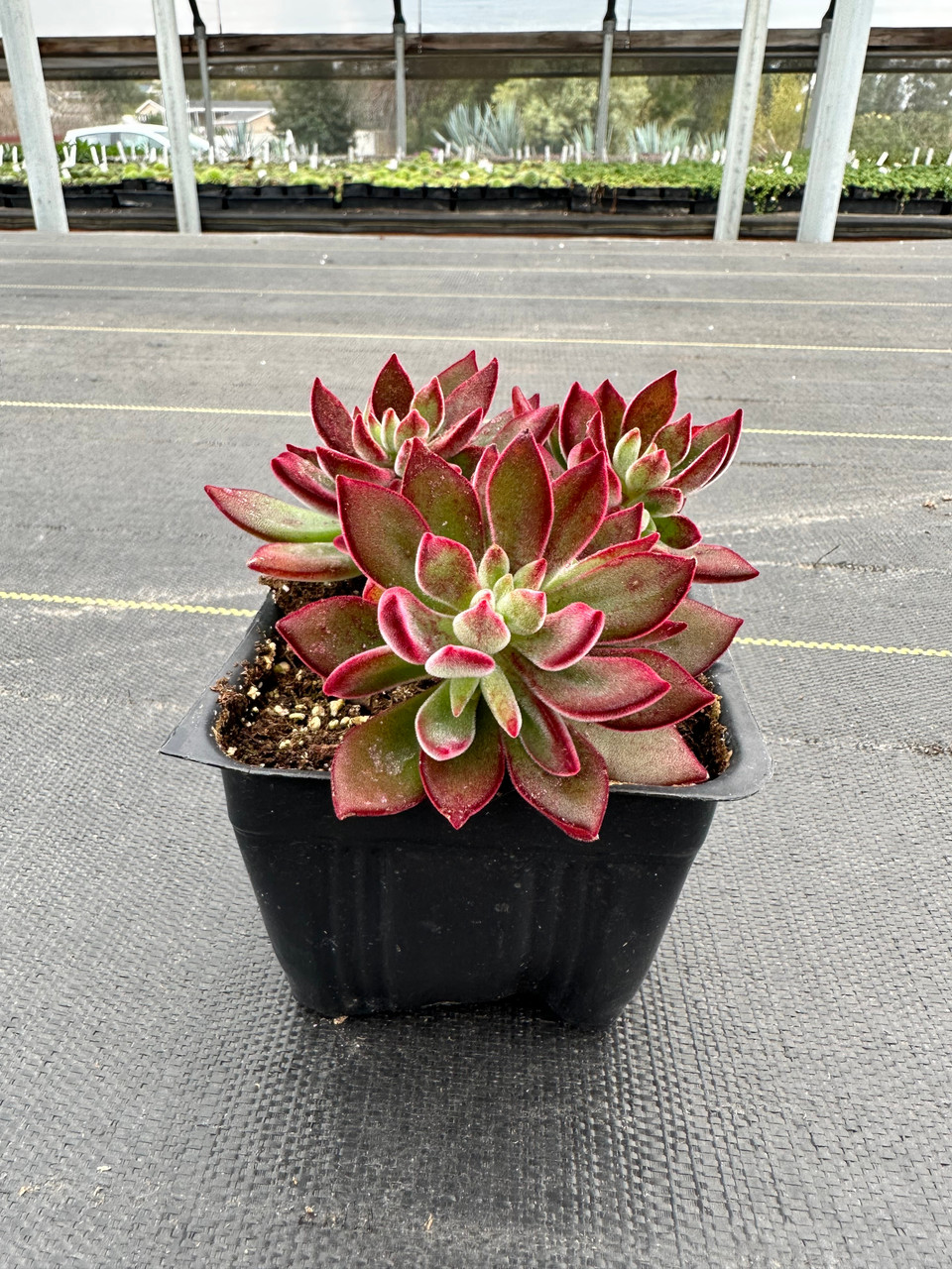 air pots for plants Air-Pot Container #5 (3.3 gal/12.3 L, green base)