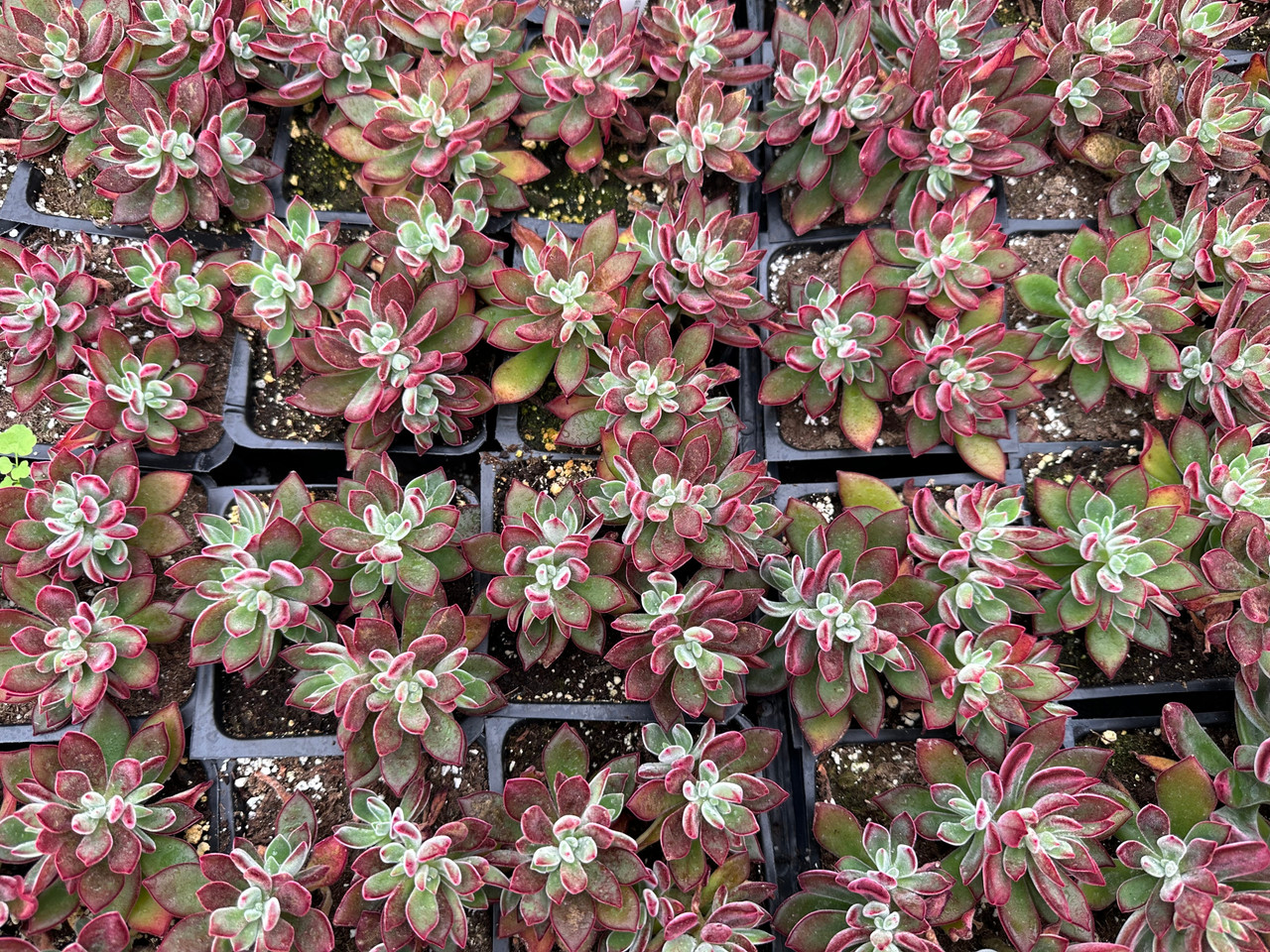 Echeveria harmsii 'Ruby Slippers' - Devil Mountain Wholesale Nursery