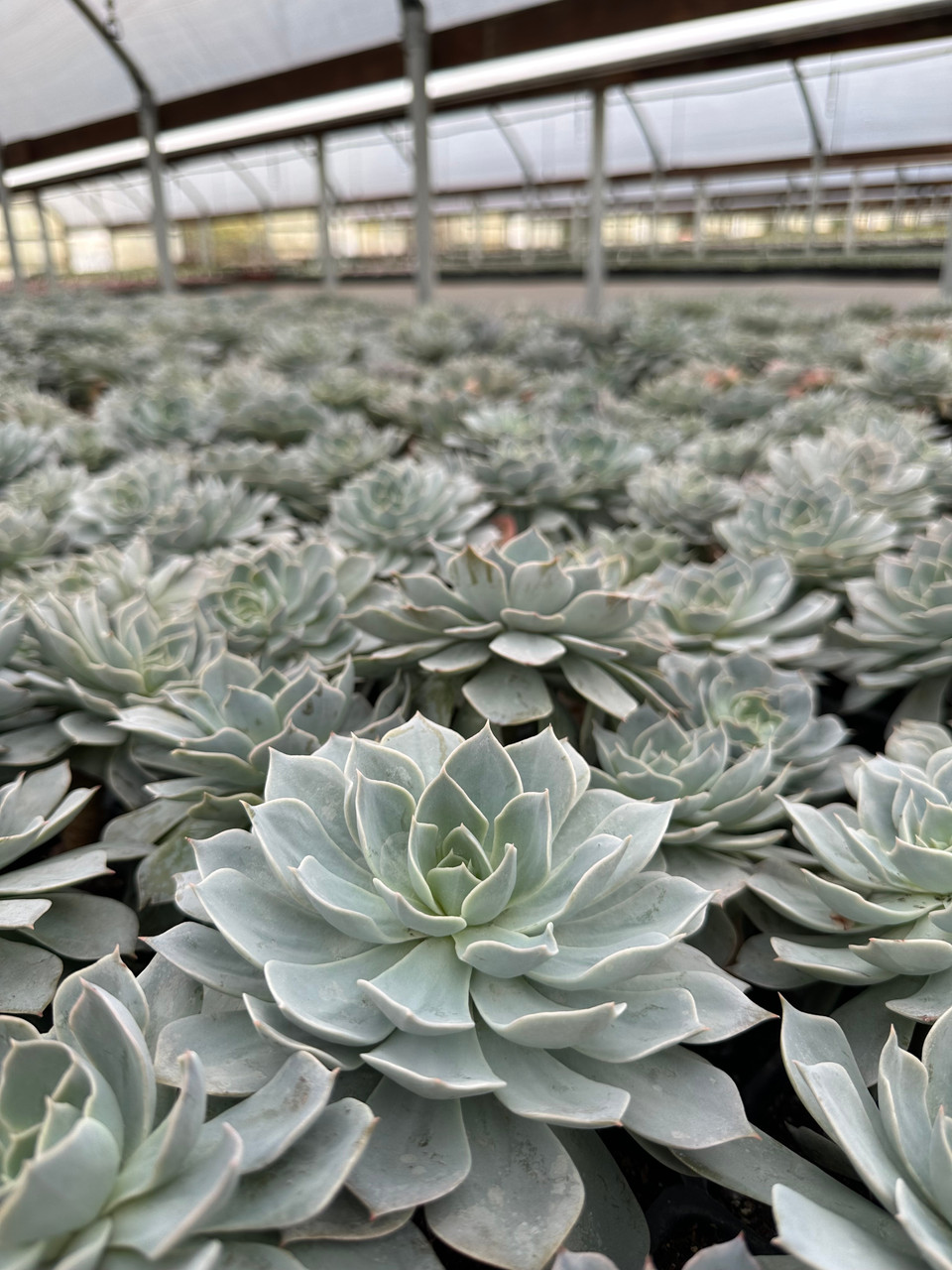 echeveria サイズ1 Echeveria_subsessilis_5__67427