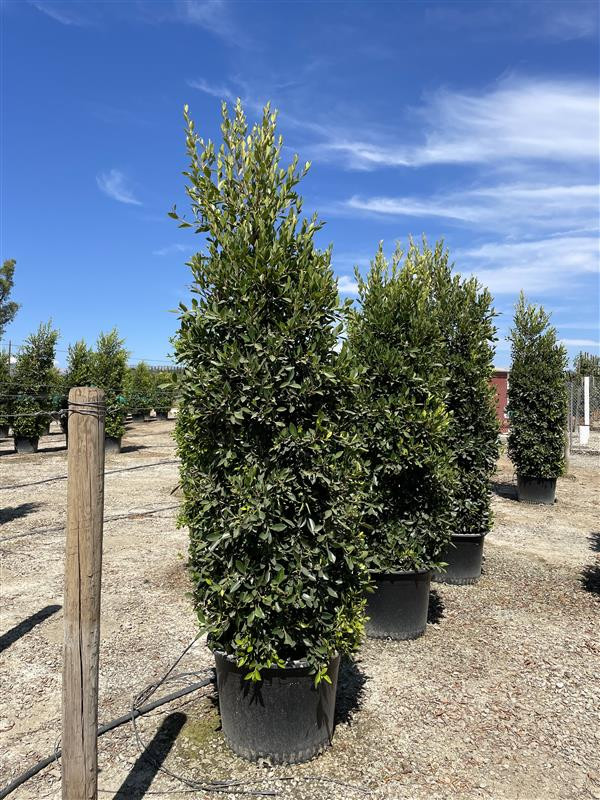 Ficus nitida - Devil Mountain Wholesale Nursery