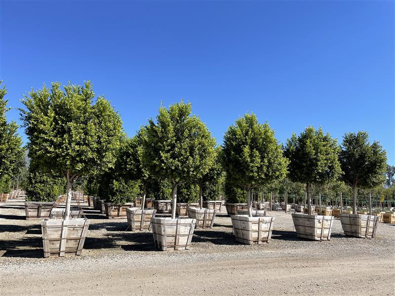 Ficus nitida 'Green Gem' - Devil Mountain Wholesale Nursery