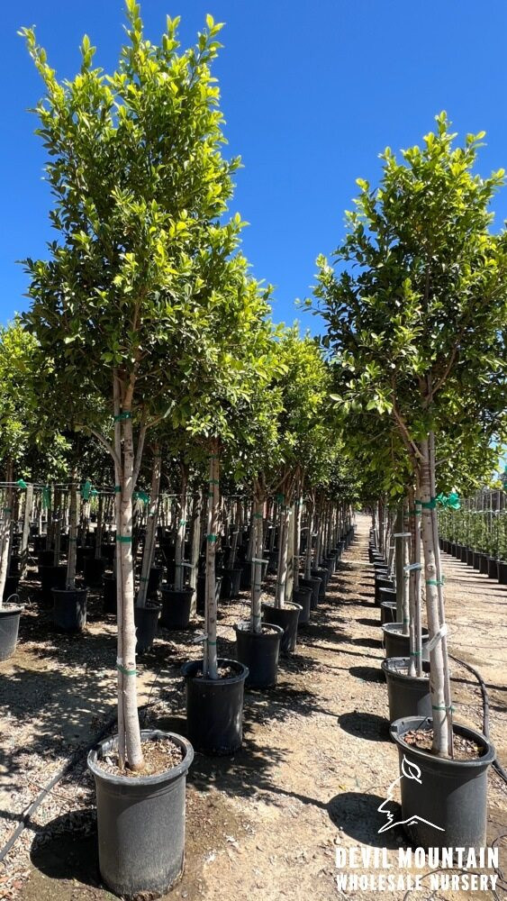 Ficus nitida 'Green Gem' - Devil Mountain Wholesale Nursery