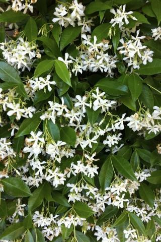 Trachelospermum jasminoides