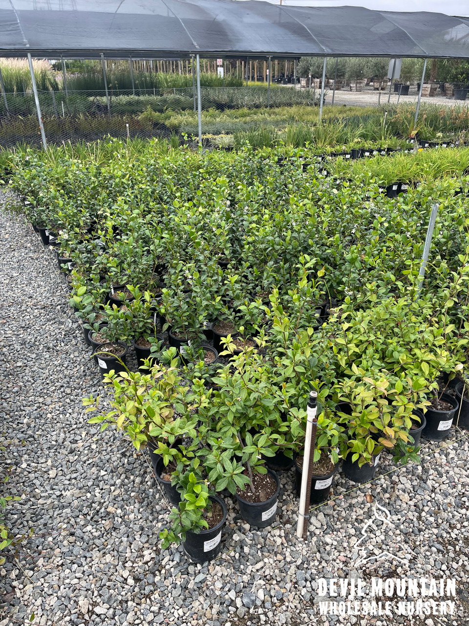 Trachelospermum jasminoides