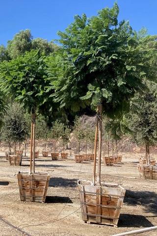 Jacaranda mimosifolia - Devil Mountain Wholesale Nursery