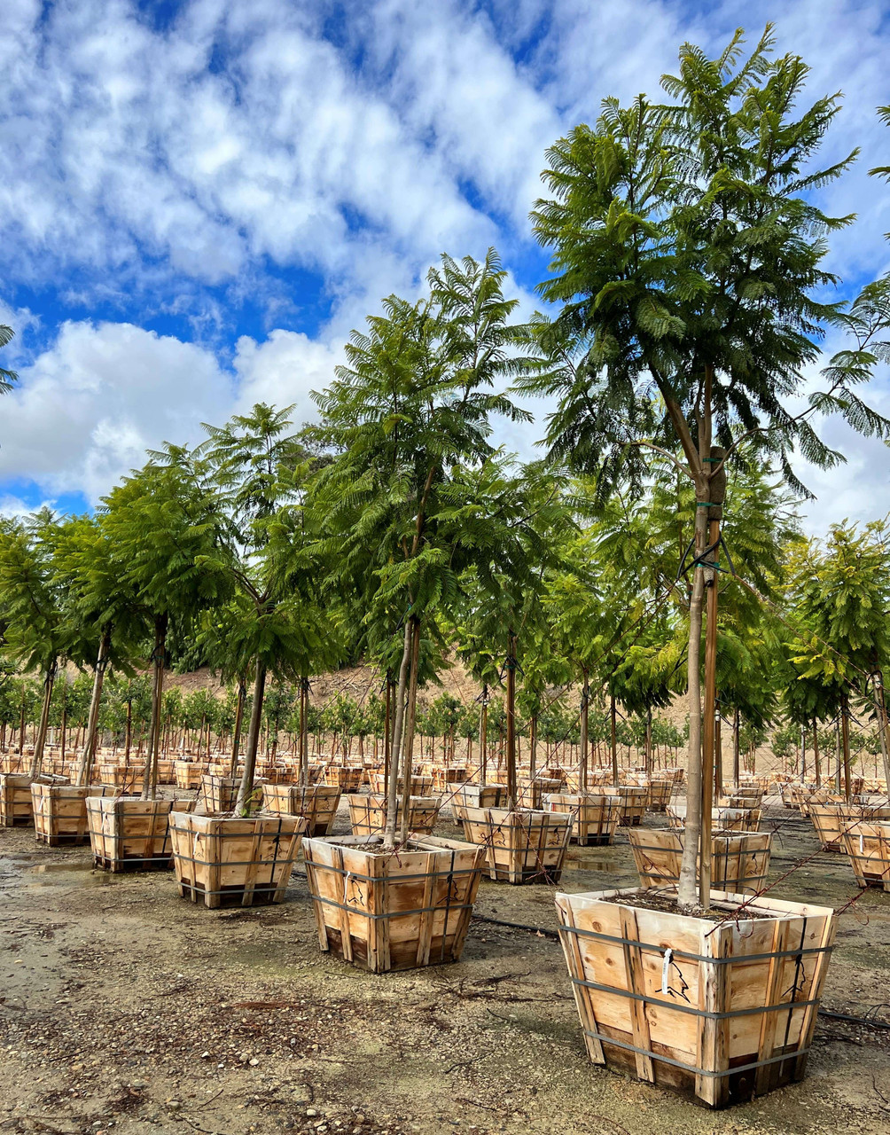 Jacaranda mimosifolia - Devil Mountain Wholesale Nursery