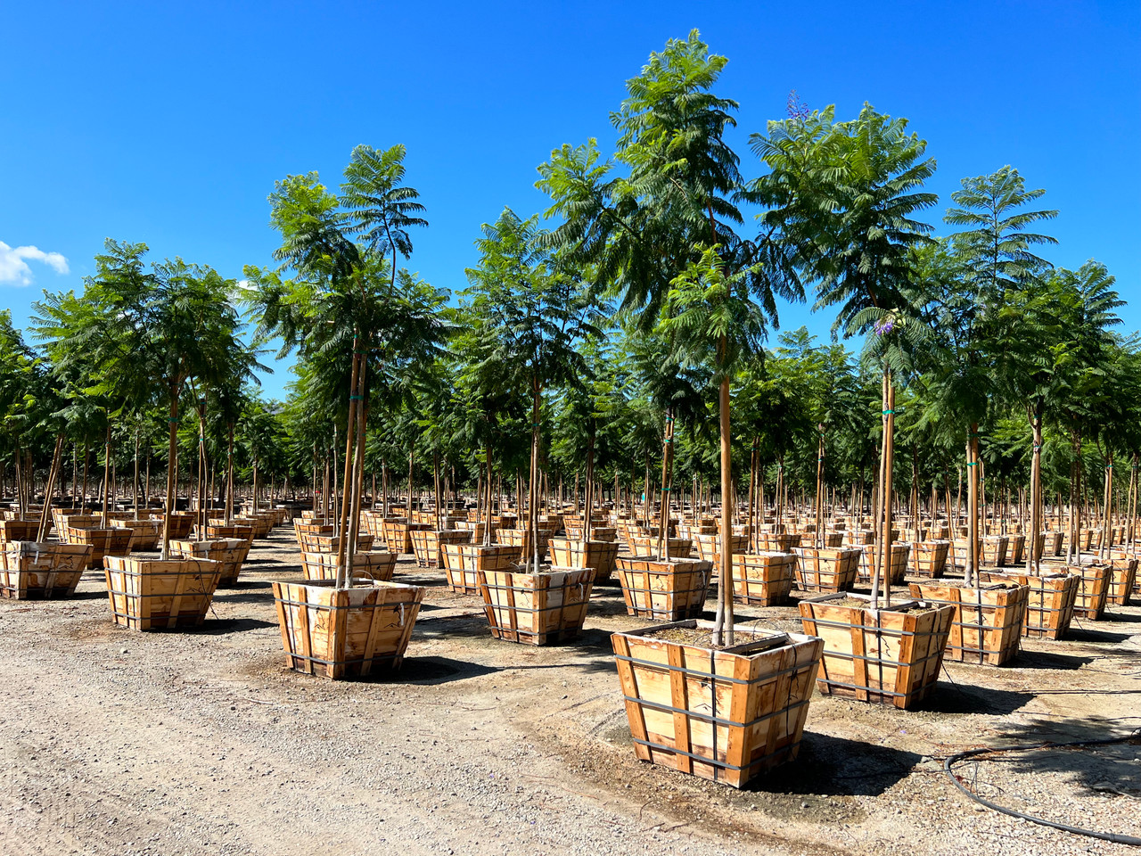 Jacaranda mimosifolia Devil Mountain Wholesale Nursery