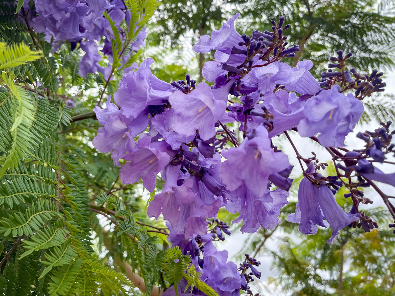 Jacaranda mimosifolia - Devil Mountain Wholesale Nursery