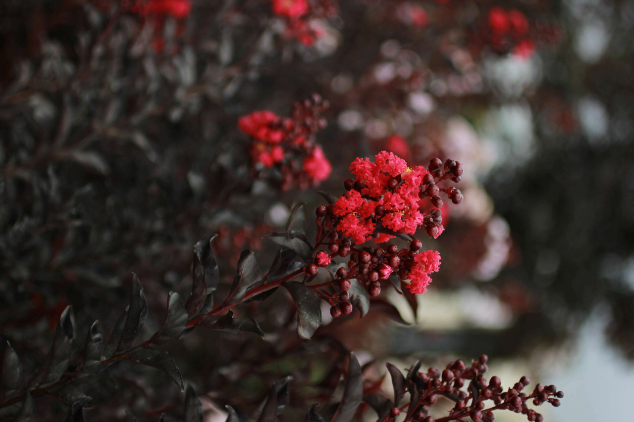 Lagerstroemia Delta - Devil Mountain Wholesale Nursery