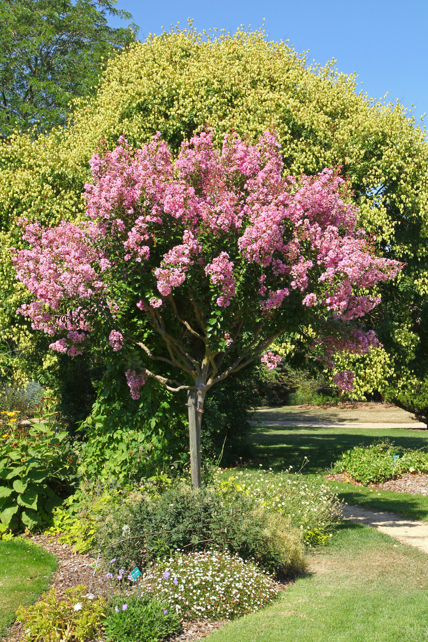 Lagerstroemia 'Biloxi' - Devil Mountain Wholesale Nursery