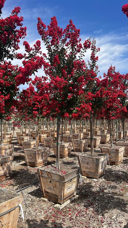 Lagerstroemia Dynamite - Devil Mountain Wholesale Nursery