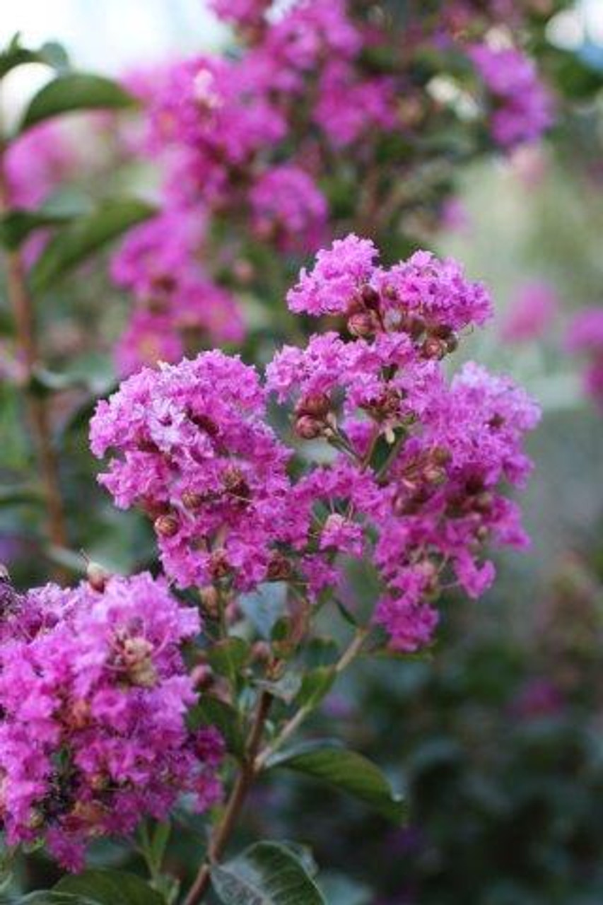 Lagerstroemia 'Zuni' - Devil Mountain Wholesale Nursery