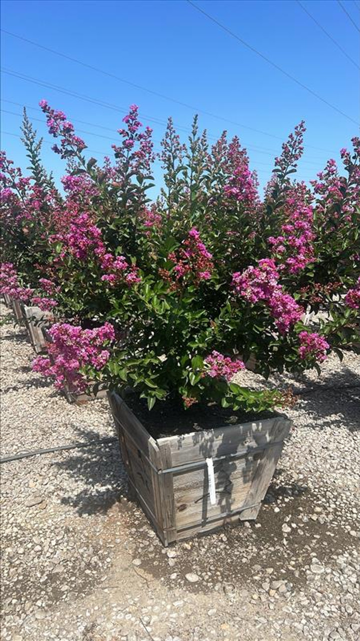 Lagerstroemia 'Zuni' - Devil Mountain Wholesale Nursery