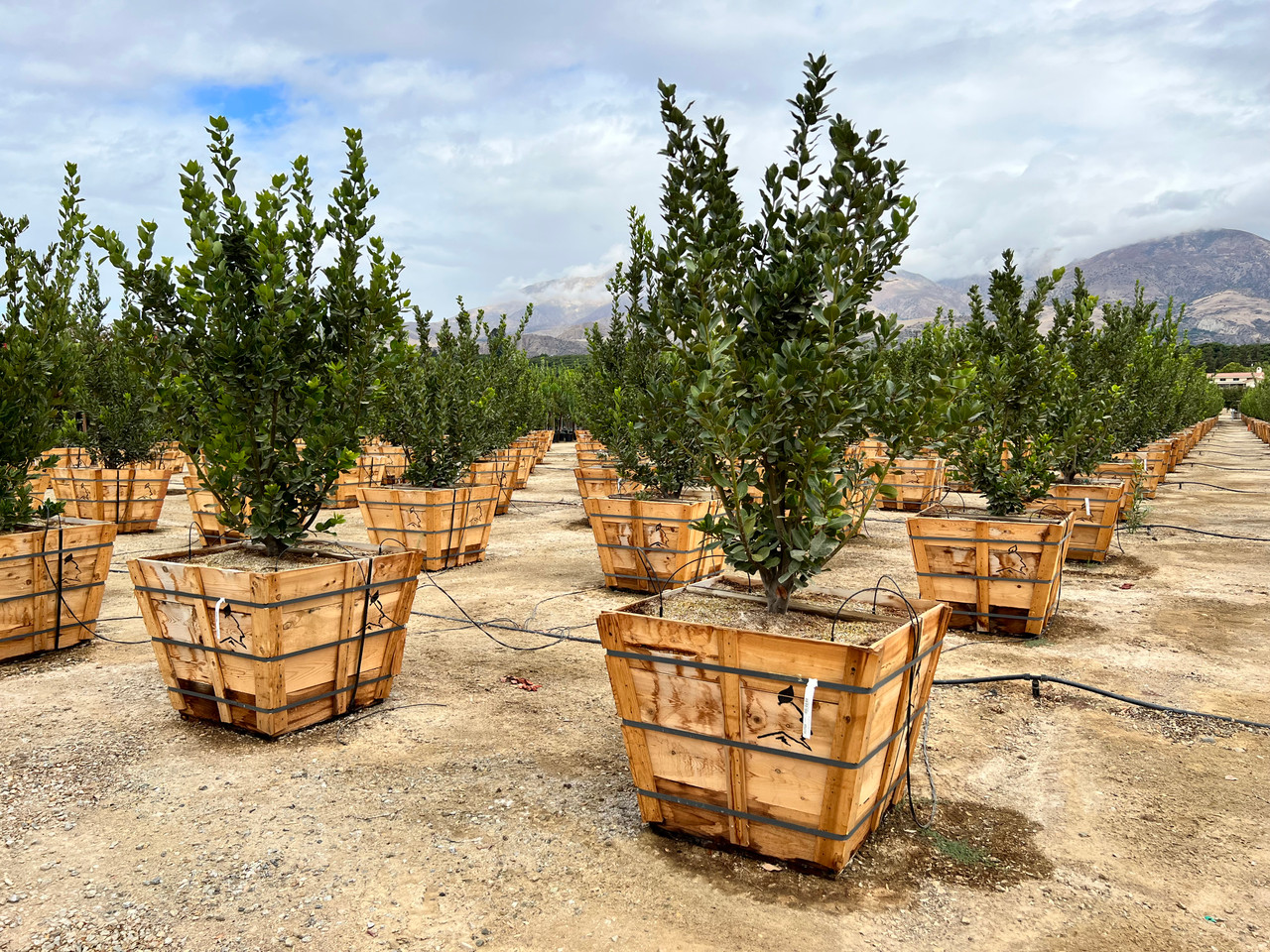 Laurus nobilis - Devil Mountain Wholesale Nursery