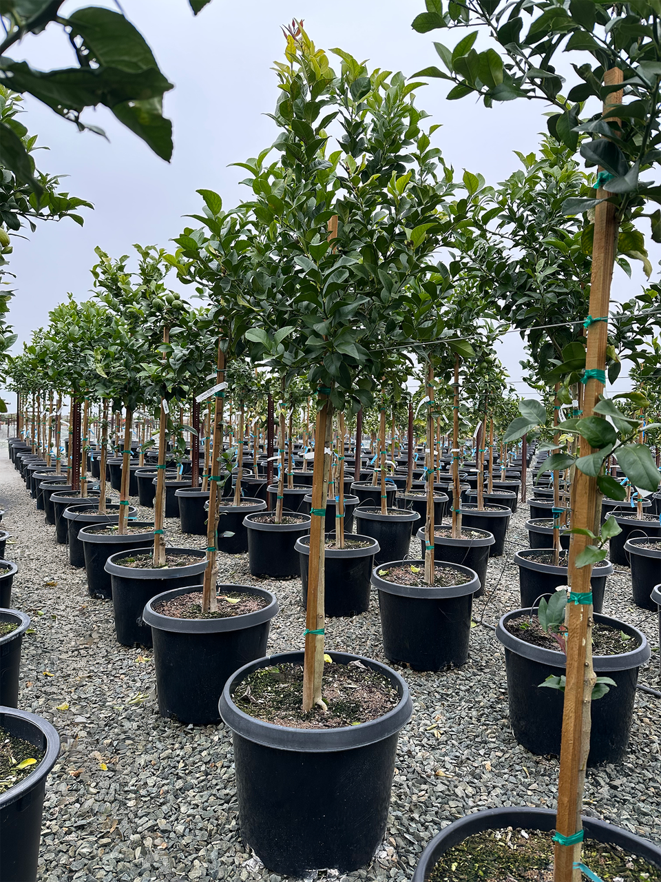 Lime 'Bearss' - Devil Mountain Wholesale Nursery