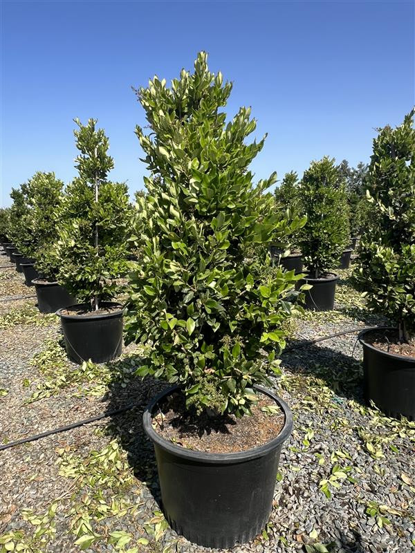 Ligustrum 'Texanum' - Devil Mountain Wholesale Nursery