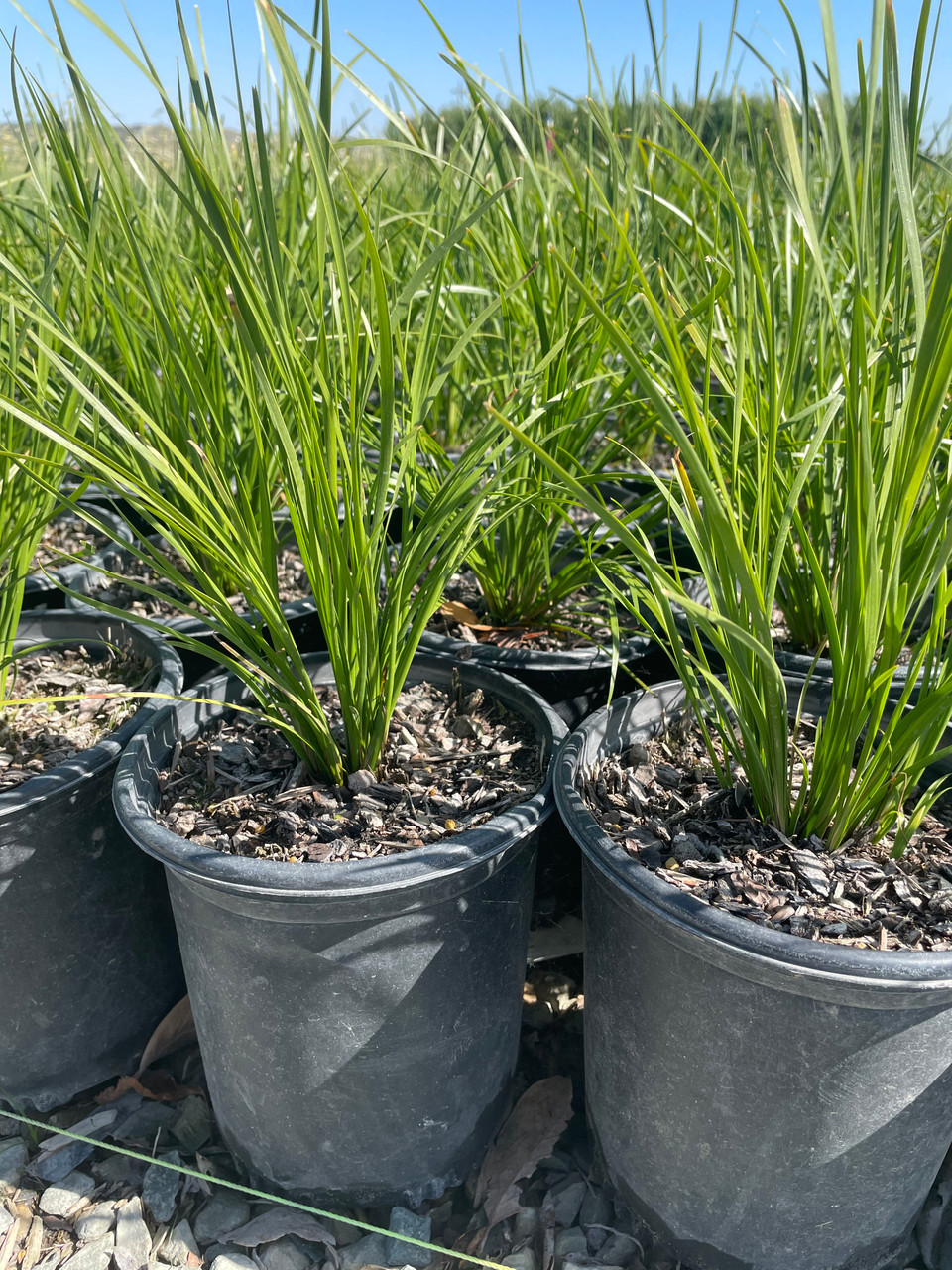 Lomandra longifolia Breeze™ - Devil Mountain Wholesale Nursery