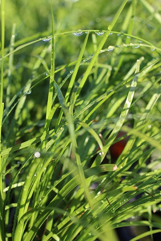 Lomandra longifolia Breeze™ - Devil Mountain Wholesale Nursery
