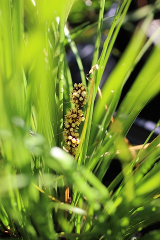 Lomandra longifolia Breeze™ - Devil Mountain Wholesale Nursery