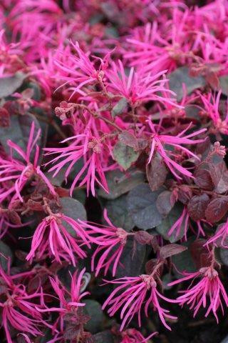 Loropetalum Jazz Hands Bold® - Devil Mountain Wholesale Nursery