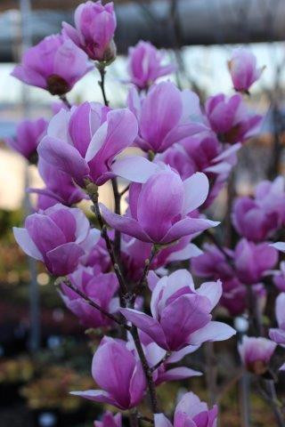 Magnolia soulangeana 'Alexandrina' - Devil Mountain Wholesale Nursery