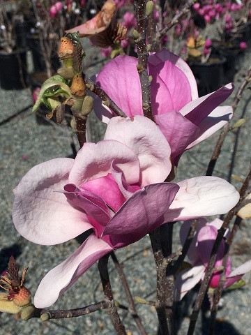 Magnolia soulangeana 'Alexandrina' - Devil Mountain Wholesale Nursery