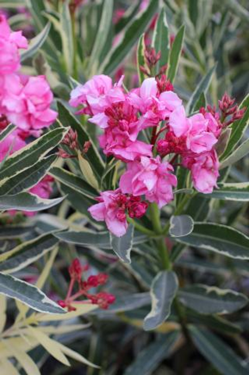 Nerium oleander Twist of Pink - Devil Mountain Wholesale Nursery