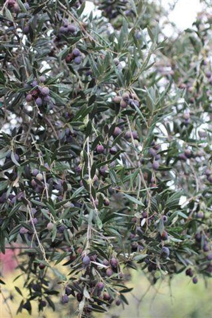 Manzanillo Olive Tree