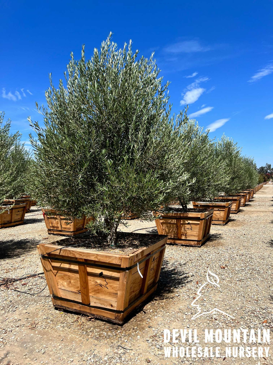 Olea europaea 'Wilsonii' - Devil Mountain Wholesale Nursery