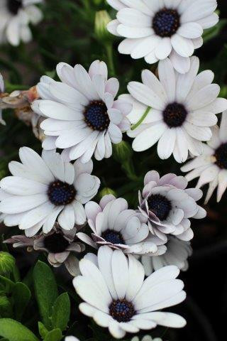 Osteospermum Serenity - Devil Mountain Wholesale Nursery
