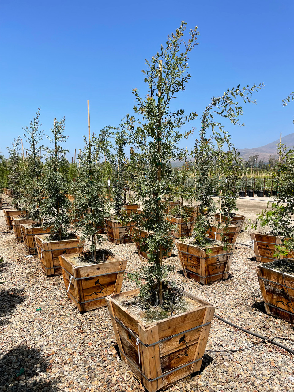 ✨✨✨オキナワモンパノキ【◎良品素材】検/黒株/old tree monpa Quercus oblongifolia - Devil Mountain Wholesale Nursery